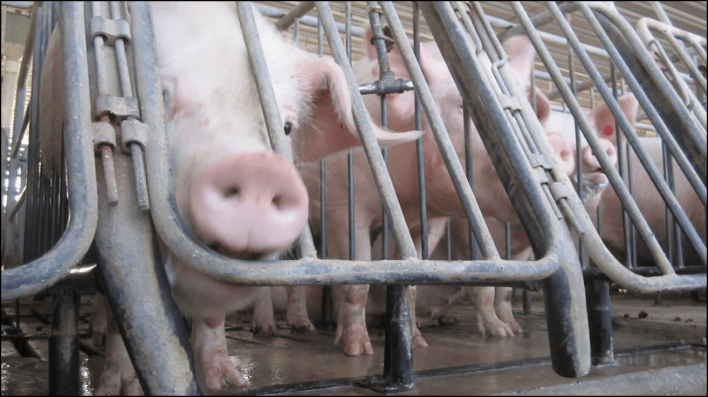 Caged Pigs